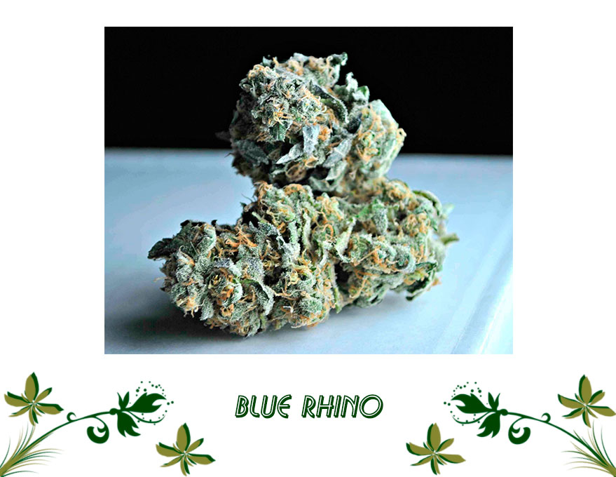 Blue Rhino сорт