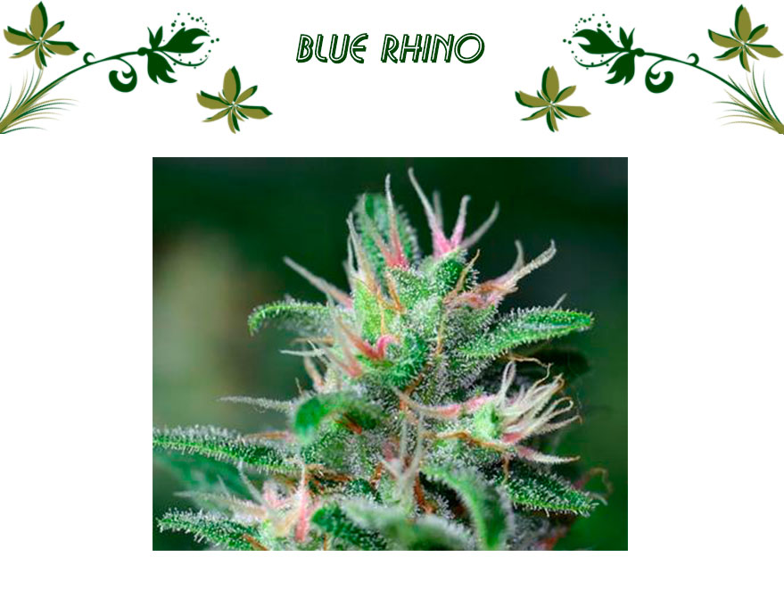 Blue Rhino
