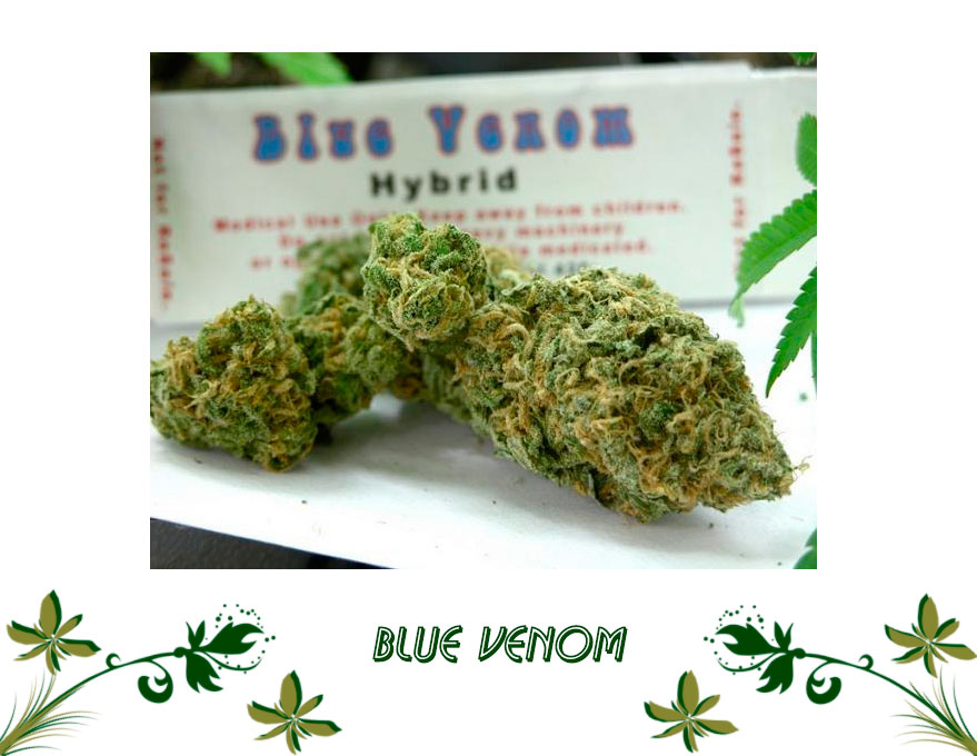 Blue Venom сорт