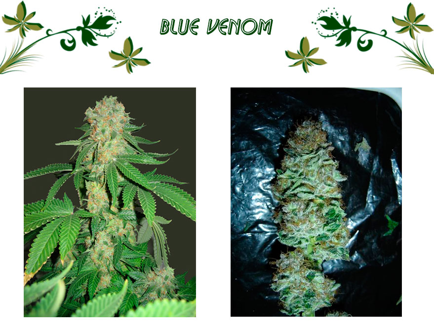 Blue Venom