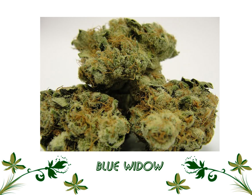 Blue Widow сорт