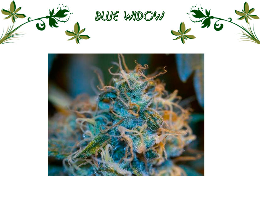 Blue Widow