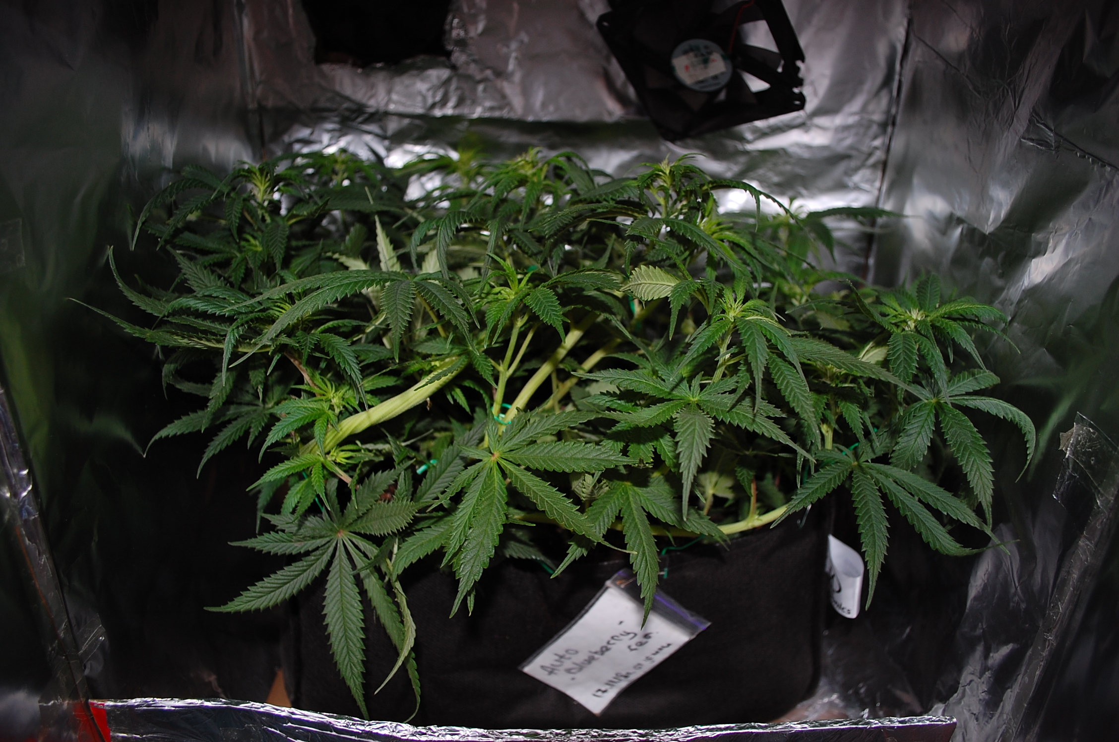 Blueberry auto fem. 01