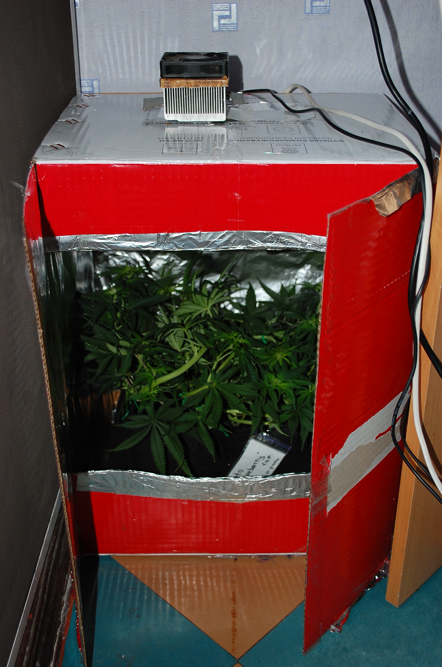 Blueberry auto fem. 03