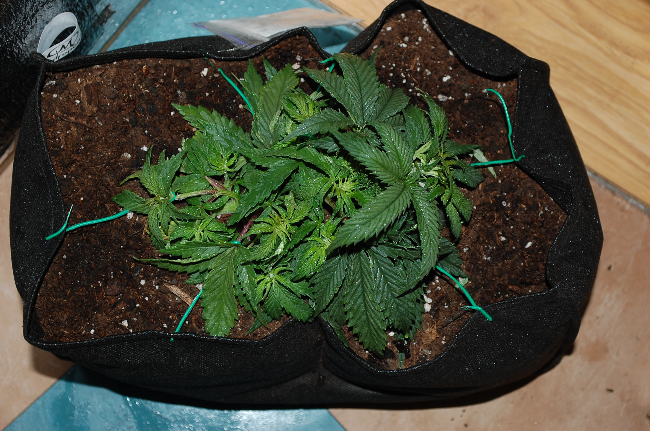 Blueberry auto fem. 04