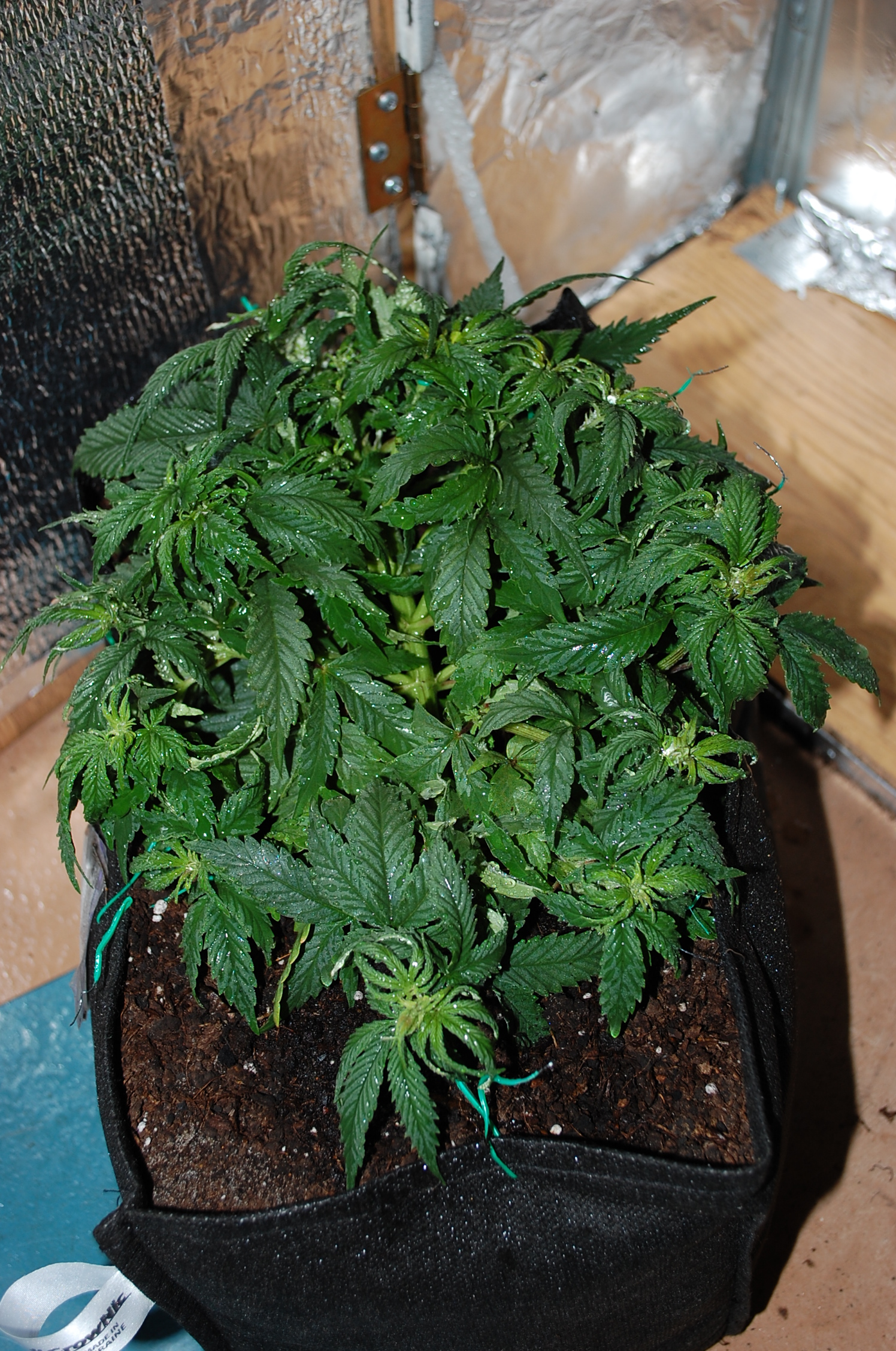 Blueberry auto fem. 05