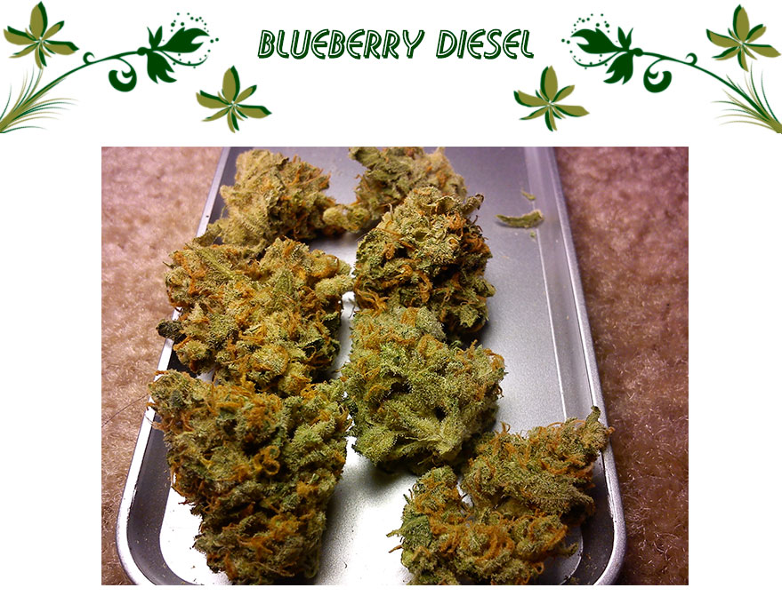 blueberry diesel