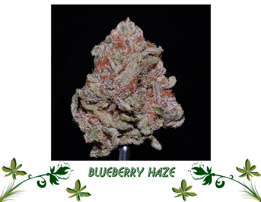 Blueberry Haze сорт