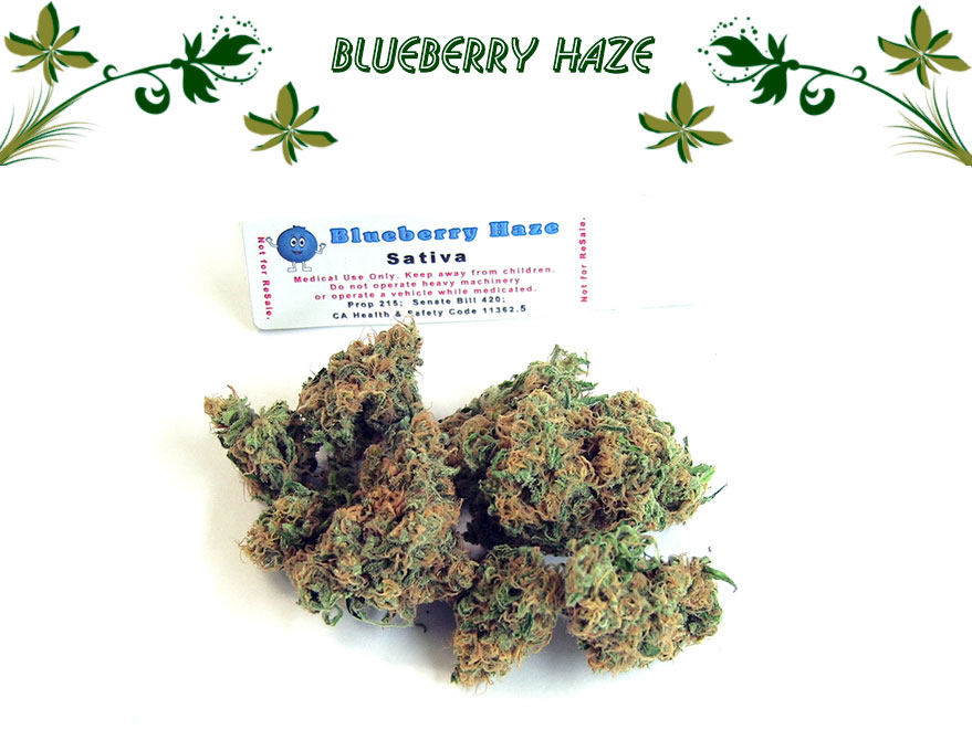 Blueberry Haze
