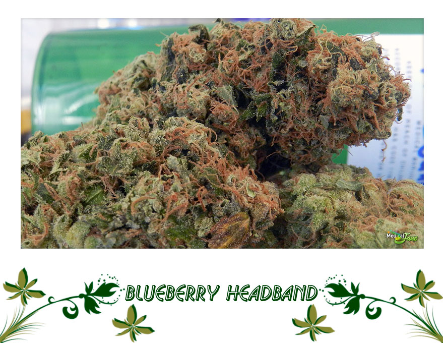 blueberry headband Сорт