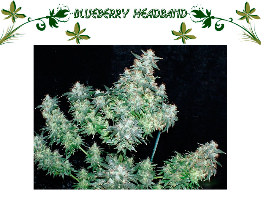 Blueberry Headband