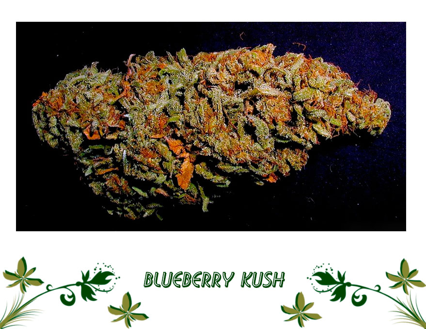 Blueberry Kush сорт