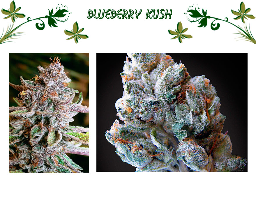 Blueberry Kush