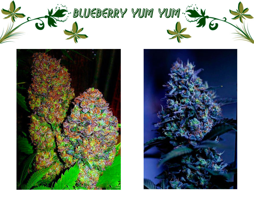 Blueberry Yum Yum сорт