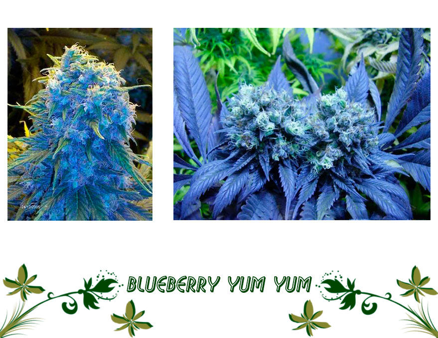 Blueberry Yum Yum