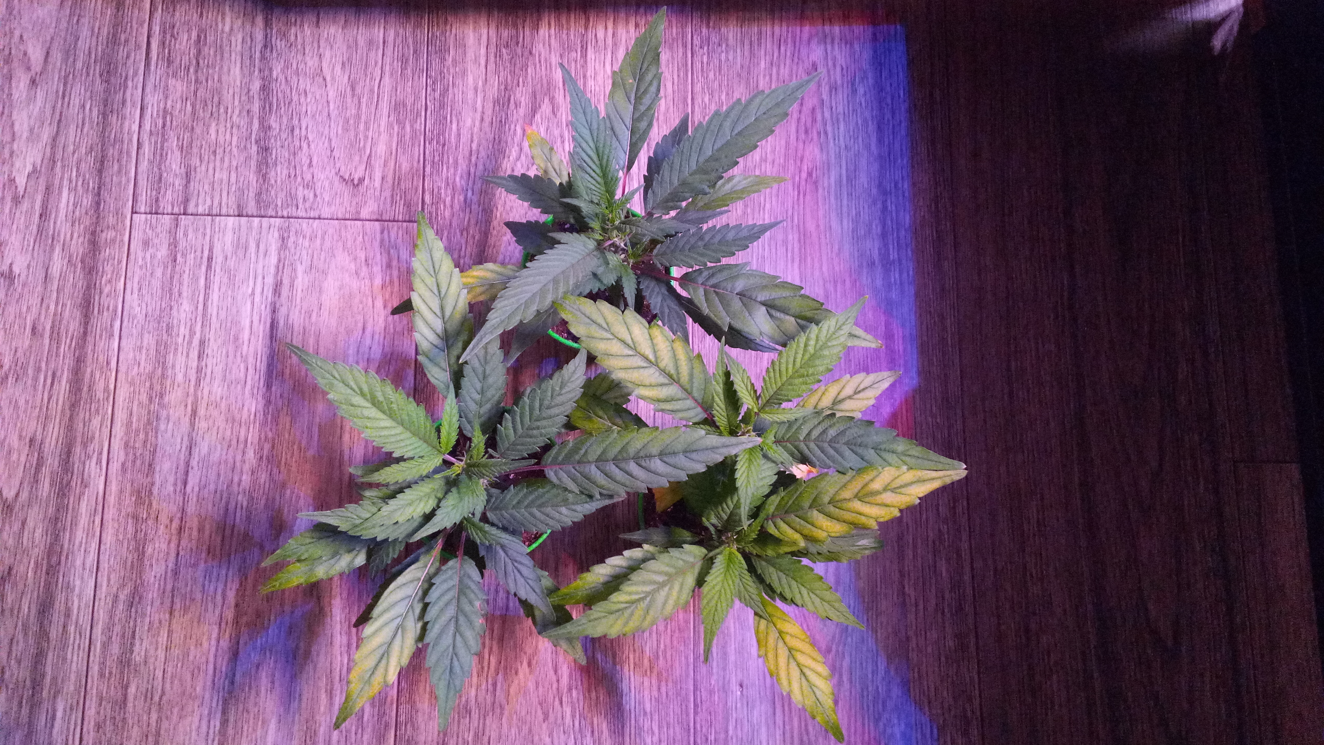 Blueberry