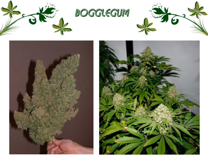 Bogglegum