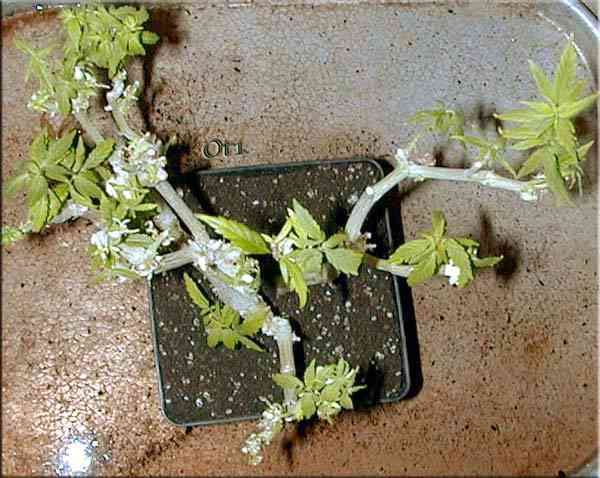 bonsai04