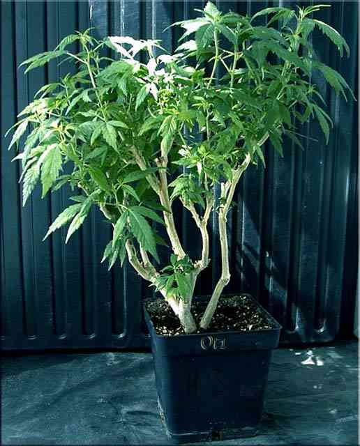 bonsai05