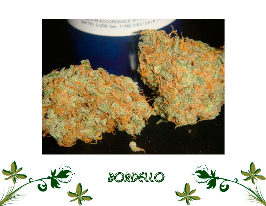 Bordello сорт