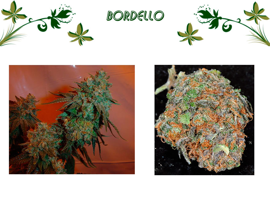 Bordello
