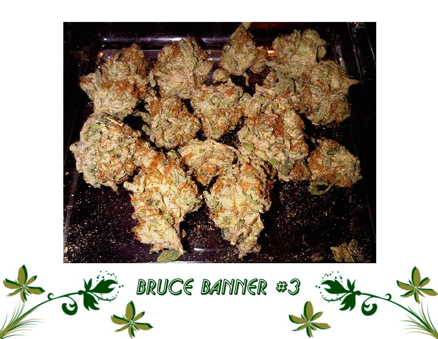 Bruce Banner #3 сорт