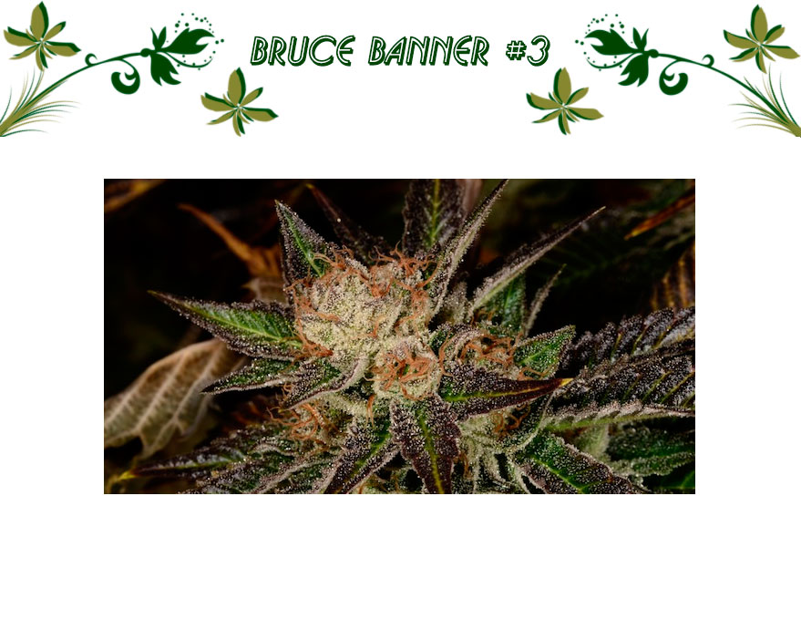 Bruce Banner #3