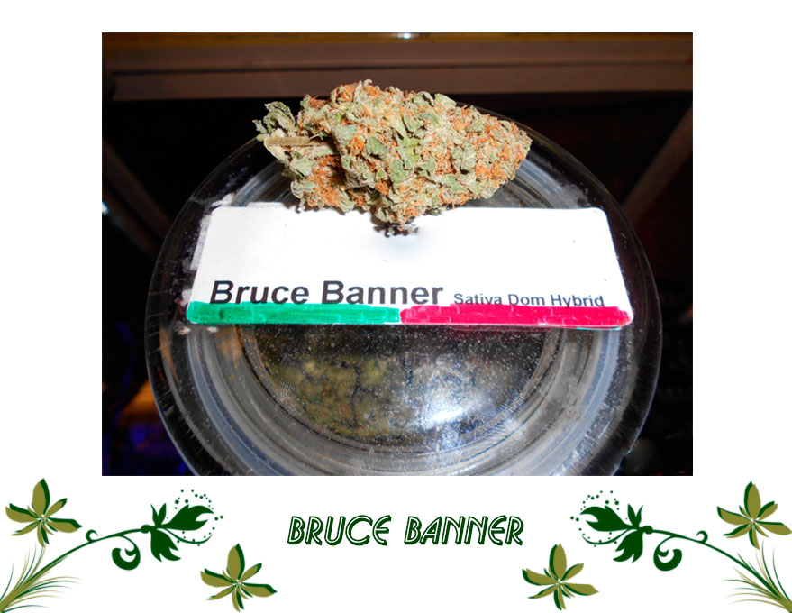 Bruce Banner Сорт