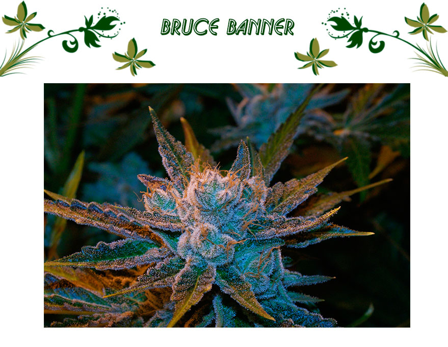 Bruce Banner