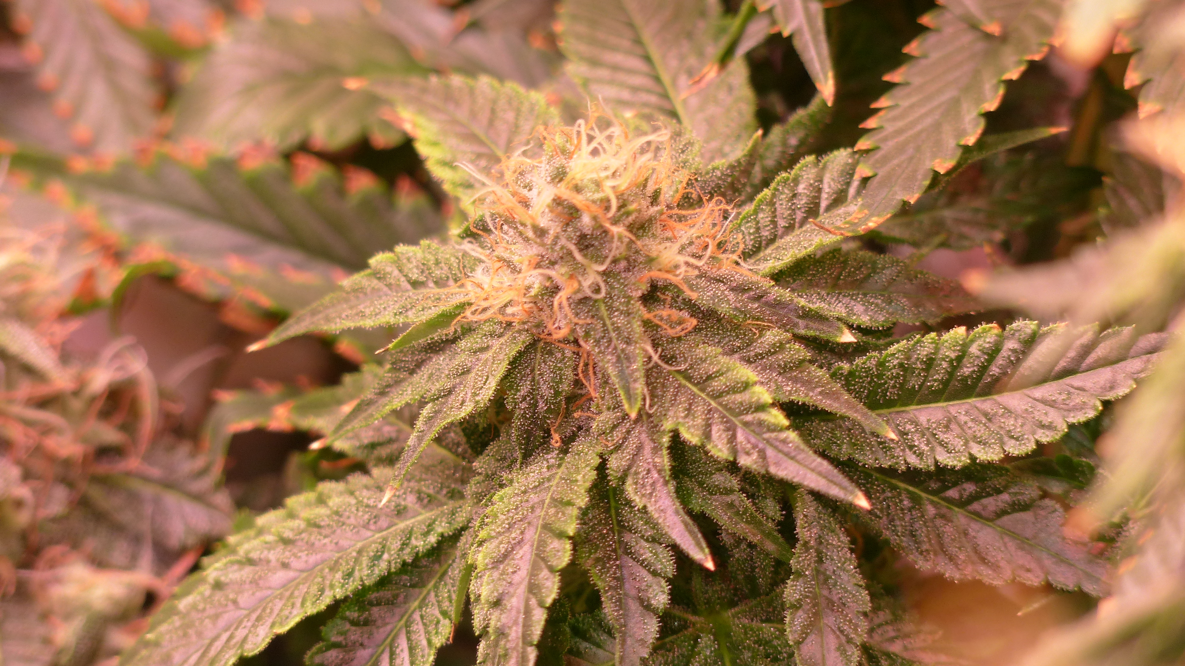 Bruce Banner