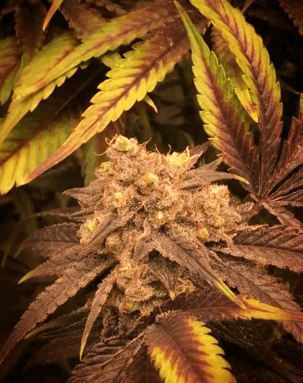Bruce Banner