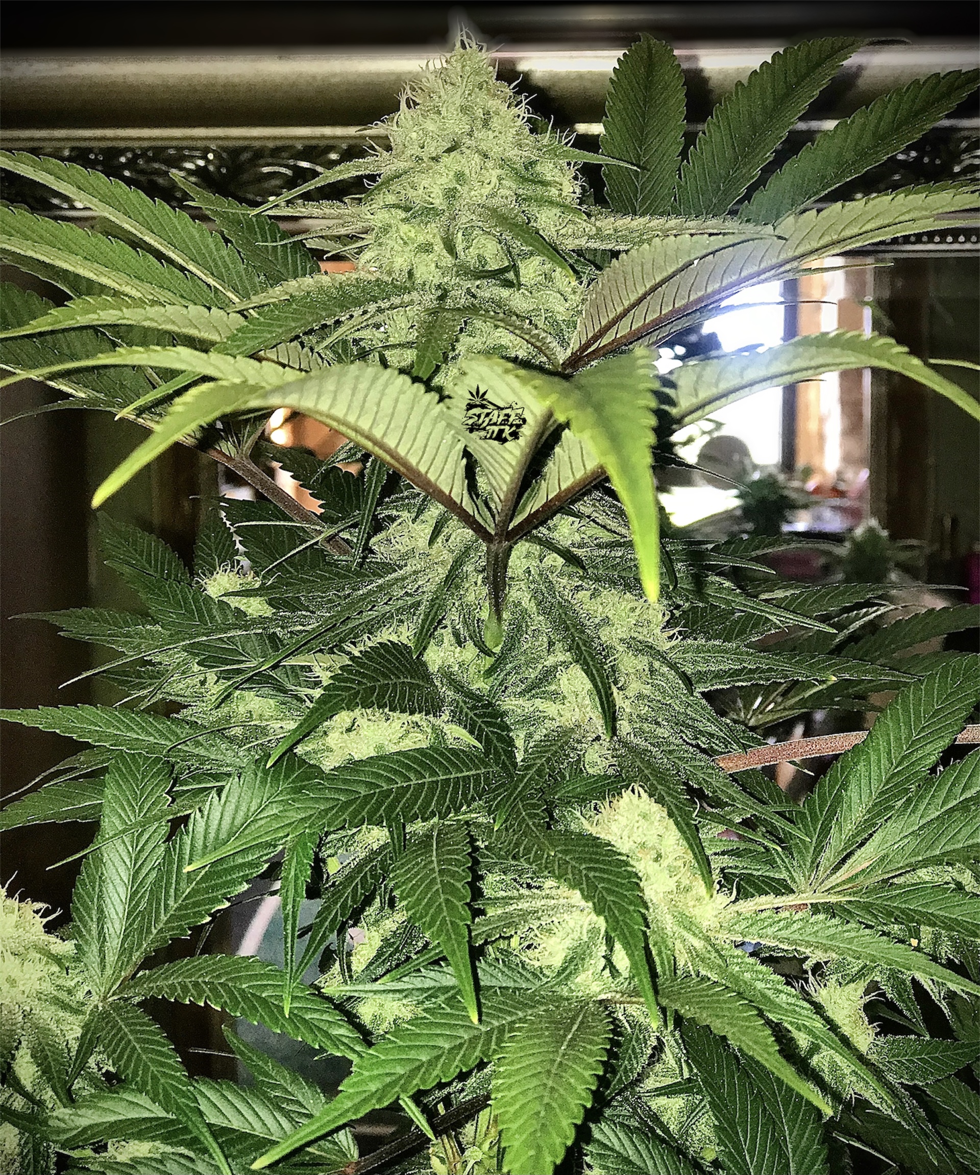 Bruce Banner