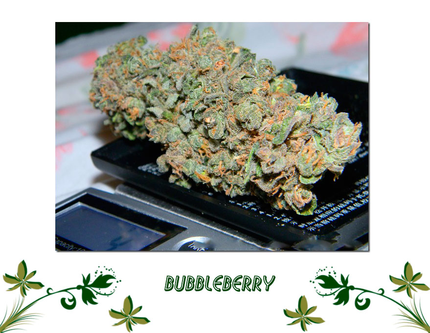 Bubbleberry сорт