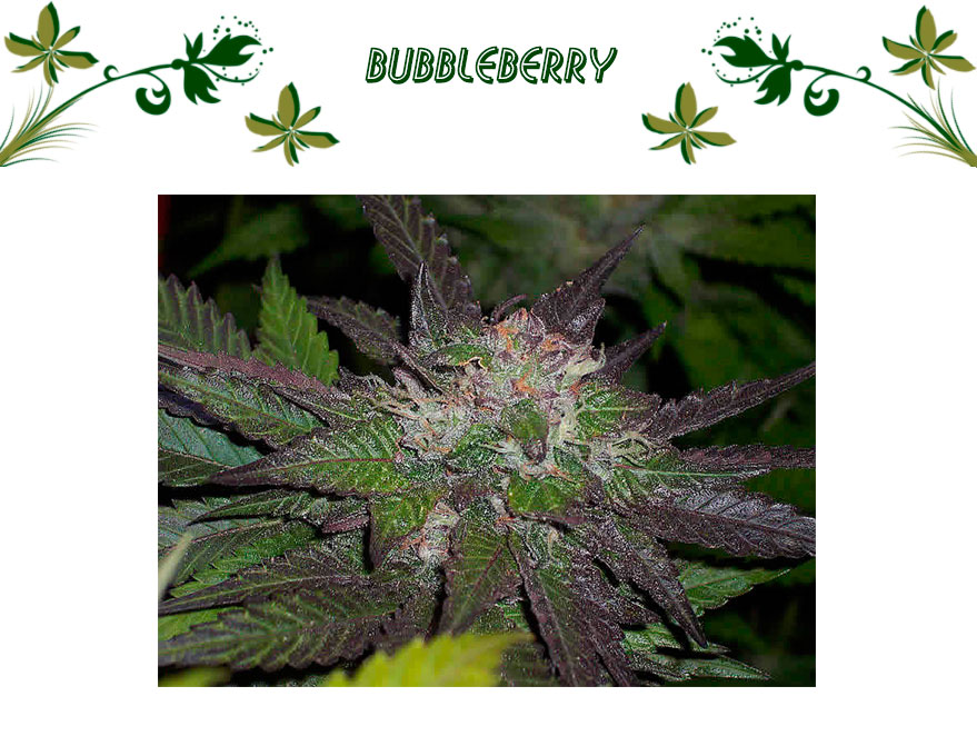 Bubbleberry