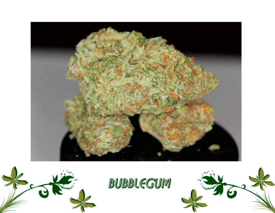 Bubblegum сорт