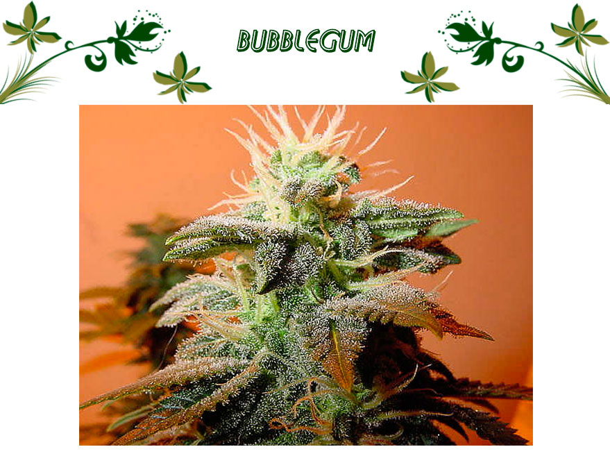 Bubblegum