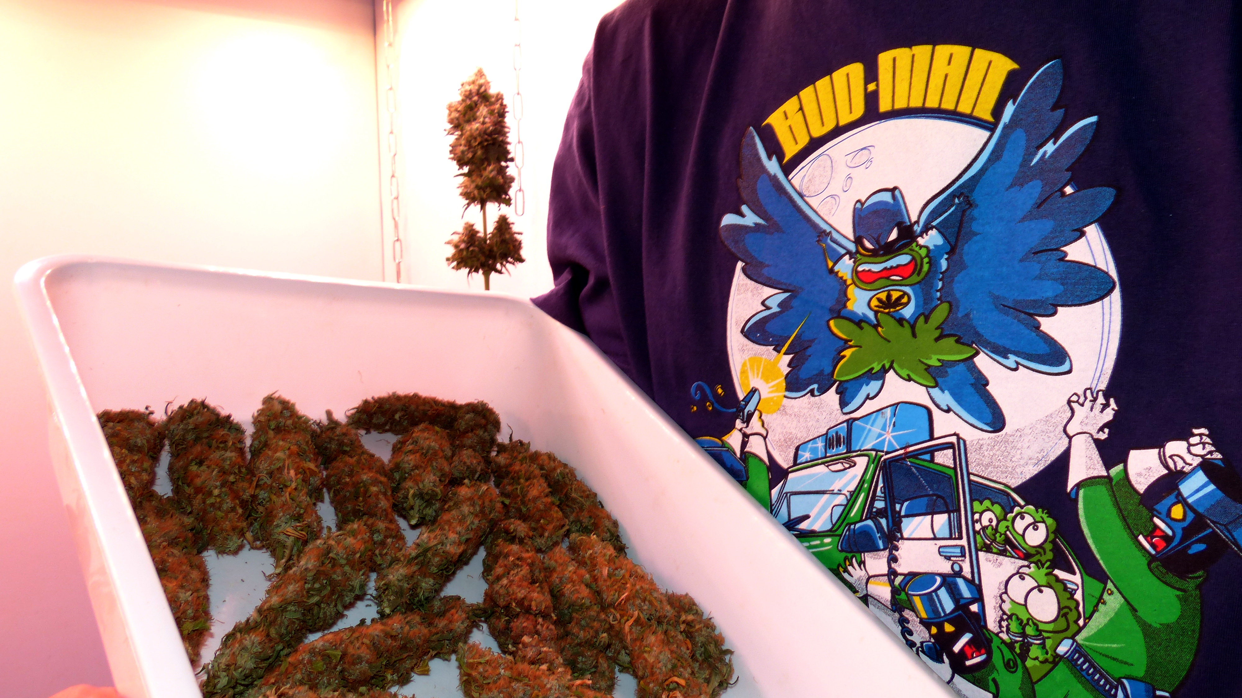 BUD-MAN