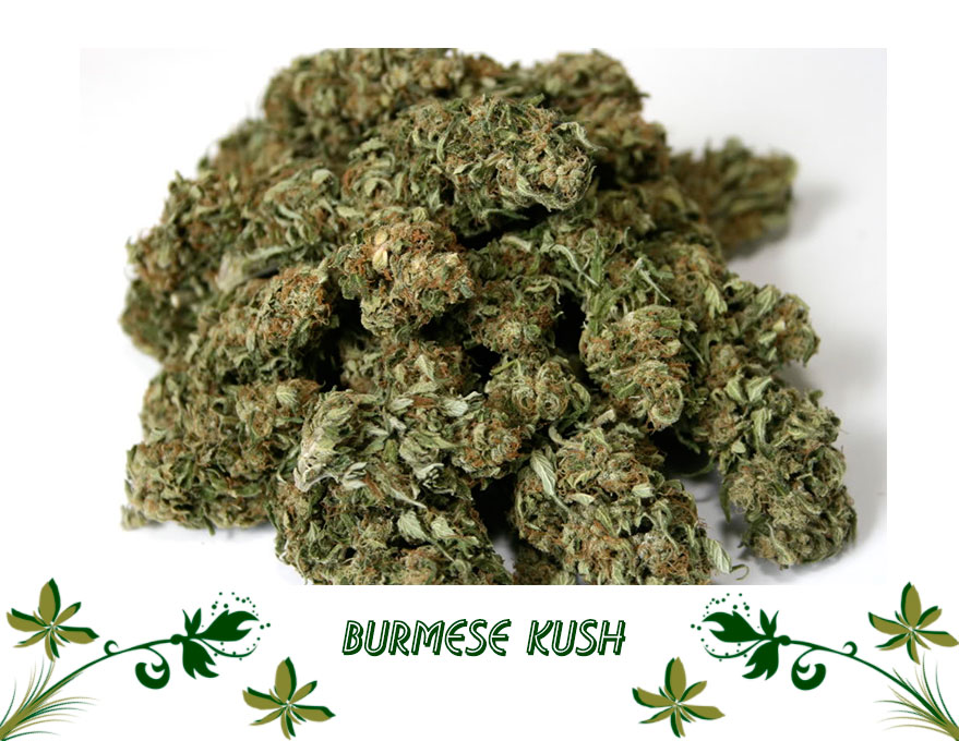 Burmese Kush сорт
