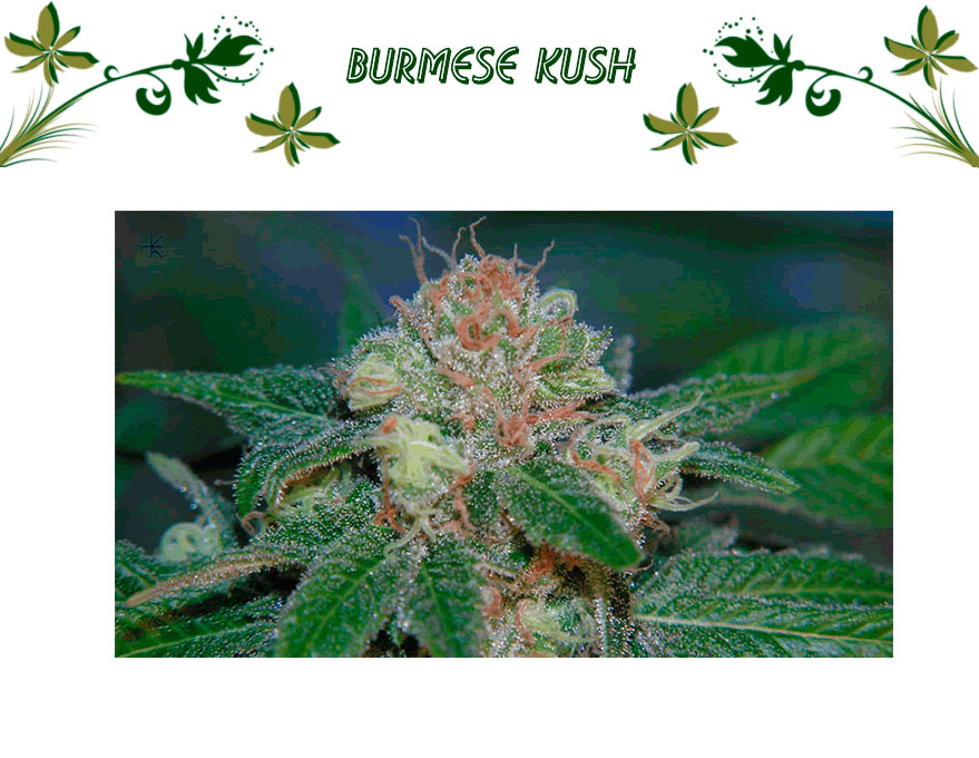 Burmese Kush