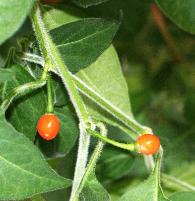 C. galapagoense