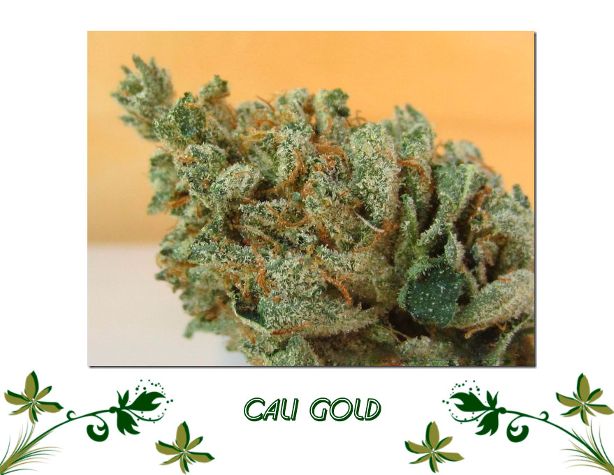 Cali Gold сорт
