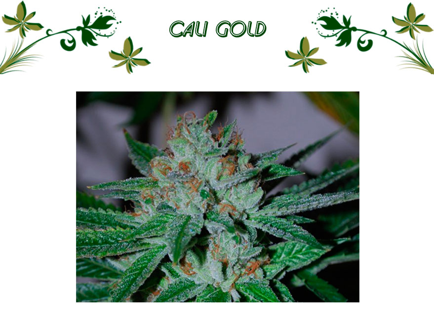 Cali Gold