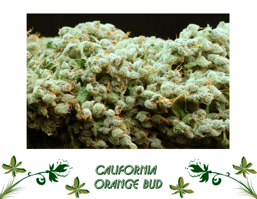 California Orange Bud сорт