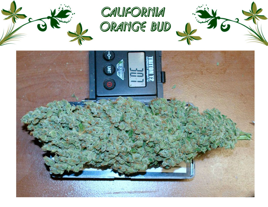 California Orange Bud
