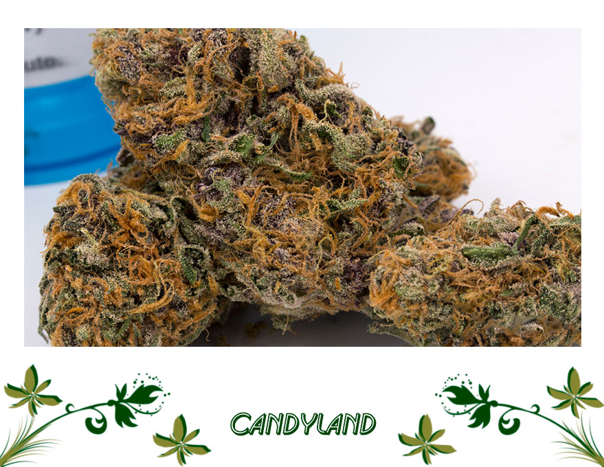 Candyland сорт