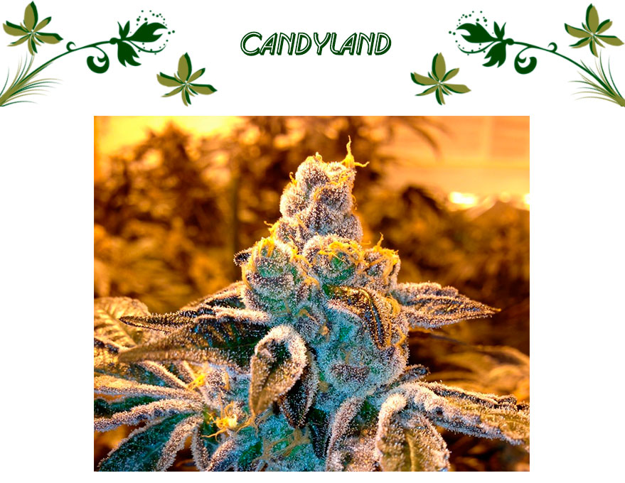 Candyland