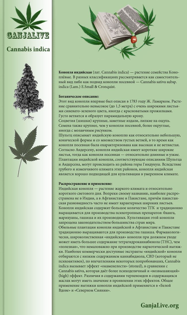 Cannabis indica