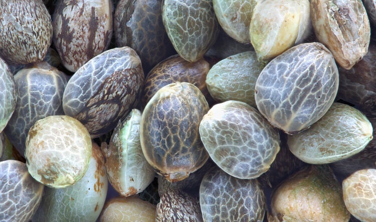 cannabis-seed1d.jpg