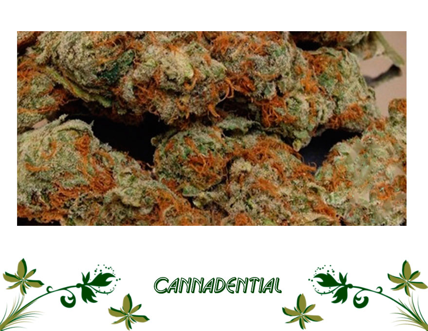 cannadential сорт