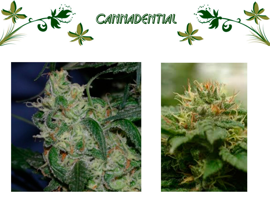 cannadential